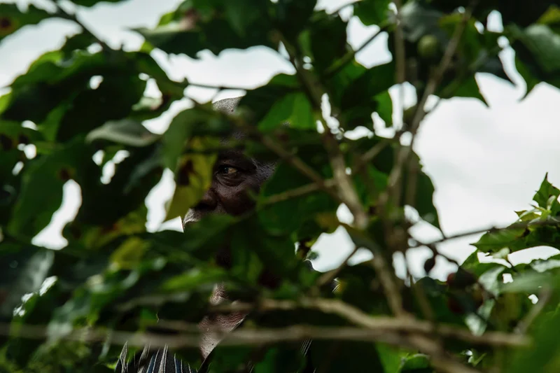 Man in coffee plants on the island of Dominica.