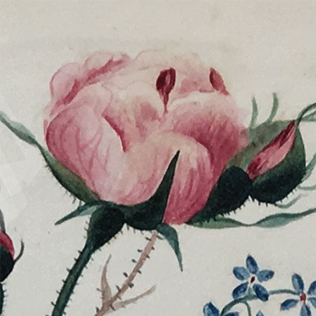 The Radical Floriography of Sarah Mapps Douglass by Mia L. Bagneris