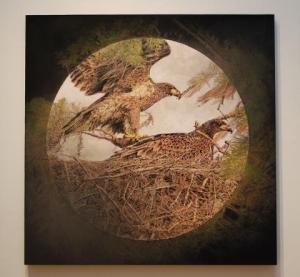 Juvenile Bald Eagles Pippin Frisbie-Calder